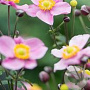 Anemone h. Little Breeze Pink GM P9