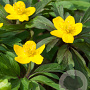 Anemone ranunculoides 10 cm verpakt per 100