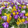 Crocus 'Maastricht' 10 cm verpakt per 100