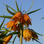 Fritillaria 'Early Dream' 15-18 verpakt per 10