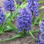 Hyacinthus orientalis 'Blue Pearl' 15-17CM verpakt per 50