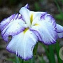 Iris e. 'Light at Dawn' GM P9