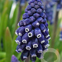 Muscari 'Joyce Spirit' verpakt per 100