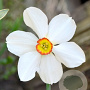 Narcissus 'Actaea' 12-14 cm verpakt per 100