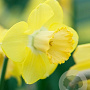 Narcissus 'Avalon' 12-14 cm verpakt per 100