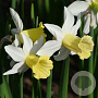Narcissus 'Februari Silver' 12-14 cm verpakt per 100