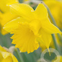 Narcissus 'Golden Harvest' 12-14 cm verpakt per 100