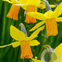 Narcissus 'Jetfire' 12-14 cm verpakt per 100