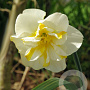 Narcissus 'Lemon Beauty' 12-14 cm verpakt per 100