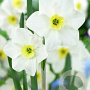 Narcissus 'Lieke' 12-14 cm verpakt per 100