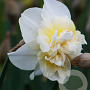 Narcissus 'Obdam' 12-14 cm verpakt per 100