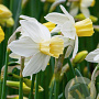Narcissus 'Sailboat' 12-14 cm verpakt per 100