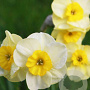 Narcissus 'Sun Disc' 10-12 cm verpakt per 100