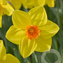 Narcissus Brackenhurst 12-14 cm verpakt per 100