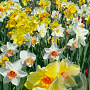 Narcissus Grootkronig/ Large cup Mix 12-14 cm verpakt per 100