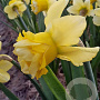 Narcissus Milena 10-12 cm verpakt per 100