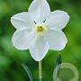 Narcissus Polar Ice 12-14 cm verpakt per 100