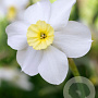 Narcissus Segovia 12-14 cm verpakt per 100