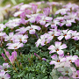 Oxalis adenophylla verpakt per 100