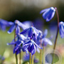 Scilla siberica verpakt per 100