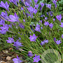 Triteleia corrina 5-6 cm verpakt per 100