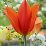 Tulipa 'Ballerina' 11-12 cm verpakt per 100