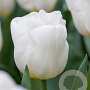 Tulipa 'Calgary' 11-12 cm verpakt per 100