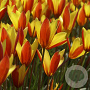 Tulipa 'Clusiana Chrysantha' 5 cm verpakt per 100