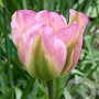 Tulipa 'Groenland' 11-12 cm verpakt per 100