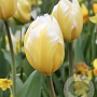 Tulipa 'Sweetheart' 11-12 cm verpakt per 100