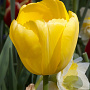Tulipa Novi Sun 11-12 cm verpakt per 100
