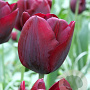 Tulipa Ronaldo 11-12 cm verpakt per 100