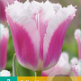Tulipa Siesta 11-12 cm verpakt per 100