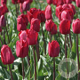 Tulipa (trh) 'Strong Love' 11-12 cm verpakt per 100