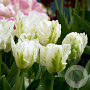Tulipa White Rebel 11-12 cm verpakt per 100
