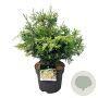 Chamaecyparis o. 'Lucas' 40-50 cm 6L