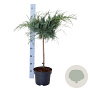 Juniperus virg. 'Grey Owl' 30-40 cm 6,5L