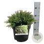 Microbiota decussata 'Fuzzball' 30-40 cm 6,5L