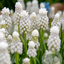 Muscari aucheri 'White Magic' 8-9 cm verpakt per 100