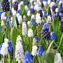 Muscari Mix 8-9 cm verpakt per 100