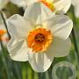 Narcissus 'Barret Browning' 12-14 cm verpakt per 100