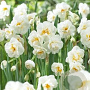 Narcissus 'Bridal Crown' 10-12 cm verpakt per 100