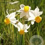 Narcissus 'Canaliculatus' 12-14 cm verpakt per 100