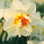 Narcissus 'Flower Drift' 12-14 cm verpakt per 100