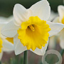 Narcissus 'Las Vegas' 12-14 cm verpakt per 100