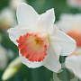 Narcissus 'Pink Charm' 12-14 cm verpakt per 100