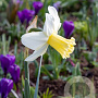 Narcissus 'Prinses Amalia' 12-14 cm verpakt per 100