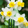 Narcissus Golden Echo 12-14 cm verpakt per 100