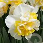 Narcissus Westward 12-14 cm verpakt per 100