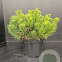 Pinus mugo mugo 40-50 cm 10L